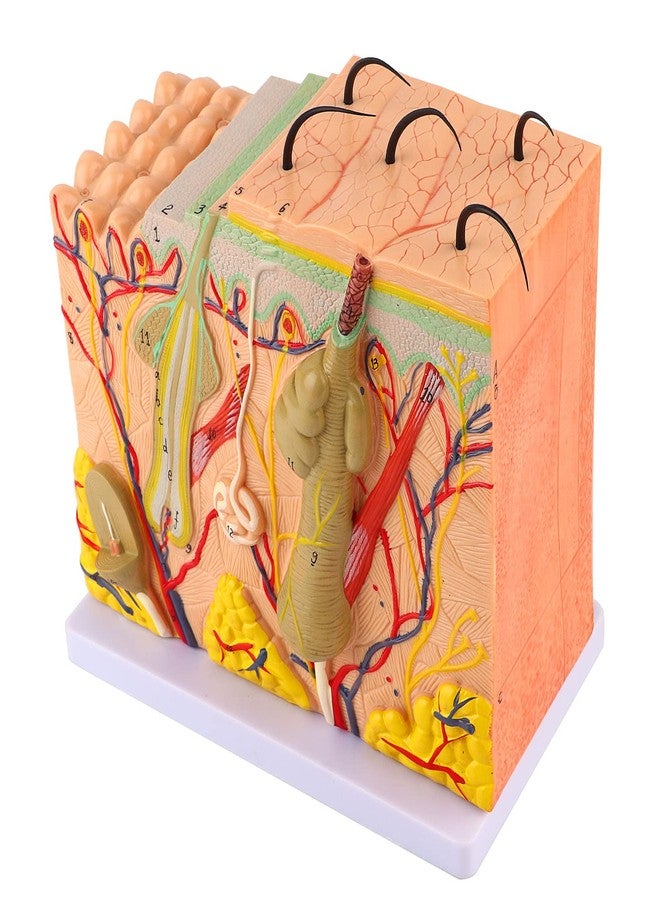 Asixxsix Skin Model, 50X Enlarged Anatomical Model Anatomy 3D Human Skin Magnified Tissue Structure Model with Hair for Science Classroom Learning Teaching Display Medical Skin Marking - Image 1